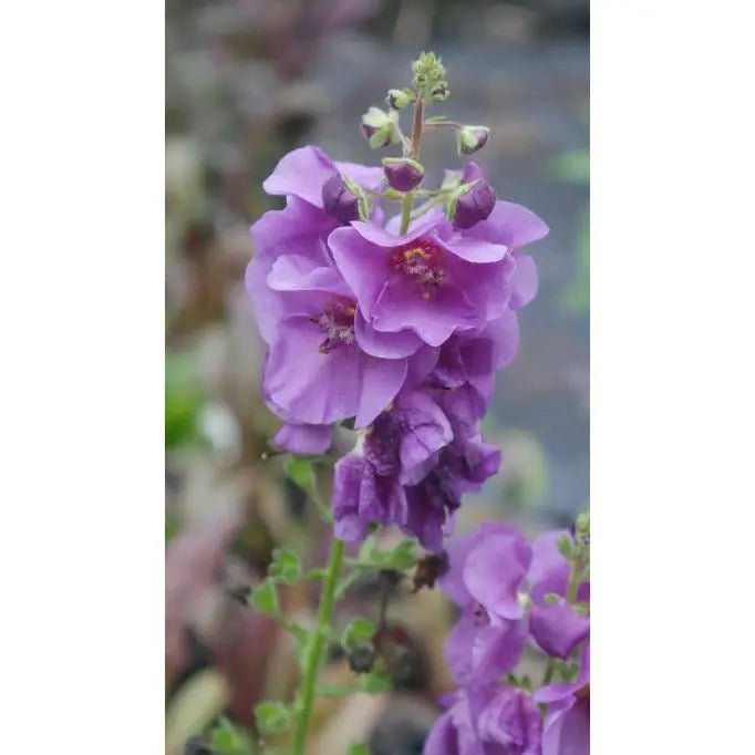 'Violetta' evergreen, biennial or short-lived perennial is a rosette-forming, evergreen, with wrinkled, prominently veined, dark green basal leaves and slender racemes of saucer-shaped, dark purple flowers in late spring and early summer.