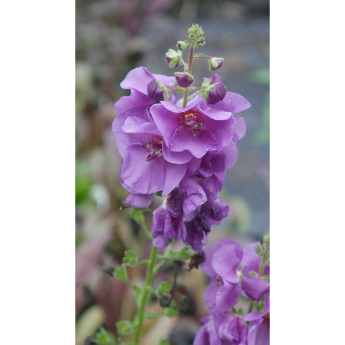 'Violetta' evergreen, biennial or short-lived perennial is a rosette-forming, evergreen, with wrinkled, prominently veined, dark green basal leaves and slender racemes of saucer-shaped, dark purple flowers in late spring and early summer.