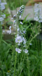 Glossy, bright green leaves and produces racemes of delicate, pale blue-veined flowers during the early summer months.