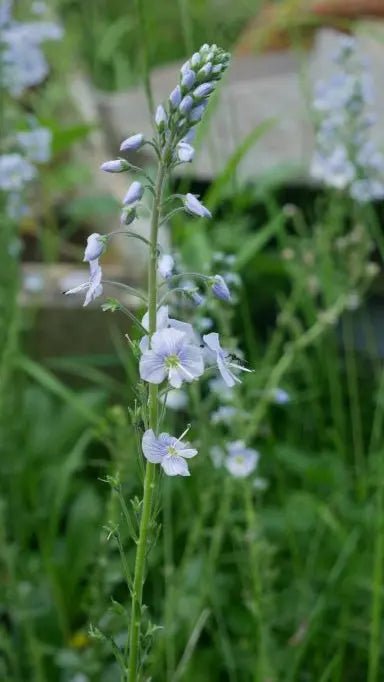 Glossy, bright green leaves and produces racemes of delicate, pale blue-veined flowers during the early summer months.