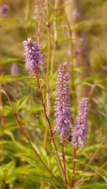 Red Arrows' is a tall, perennial with spear-like, toothed, dark green leaves and tall, red stems bearing slender, racemes of small red flowers opening to violet flowers from midsummer to early autumn. Type: Garden Plant
