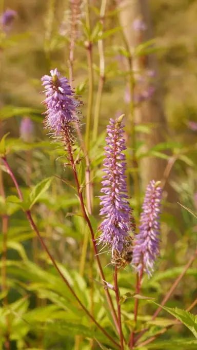Red Arrows' is a tall, perennial with spear-like, toothed, dark green leaves and tall, red stems bearing slender, racemes of small red flowers opening to violet flowers from midsummer to early autumn. Type: Garden Plant