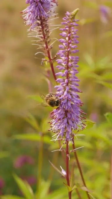 Herbaceous perennial with long pointed serrated mid green leaves. with tall stems bearing racemes of small lavender blue flowers with red centre appear in early to late summer. 