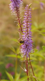 Herbaceous perennial with long pointed serrated mid green leaves. with tall stems bearing racemes of small lavender blue flowers with red centre appear in early to late summer. 