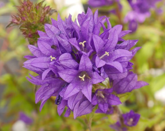 Deep Violet-Purple large bell-shaped flowers, stunning colour, on long stems, with ovate leaves mid green leaves. Perfect for a sunny cottage-style or herbaceous border or partial shade.