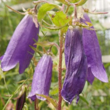 Sarastro' has large violet purple bell shaped flowers throughout summer,  clump-forming, deciduous perennial with  mid-green leaves perfect addition to any garden.