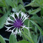  'Amethyst in Snow' is a spreading, herbaceous perennial boasting stunning grey-green foliage covered in silvery hairs. The thistle-like flowers are white with purple centres that open in late spring and early summer, adding subtle colour to the garden