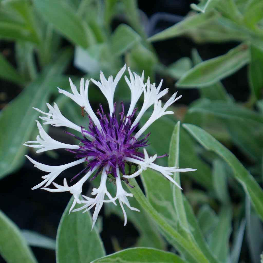  'Amethyst in Snow' is a spreading, herbaceous perennial boasting stunning grey-green foliage covered in silvery hairs. The thistle-like flowers are white with purple centres that open in late spring and early summer, adding subtle colour to the garden