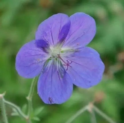 Geranium 'brookside'